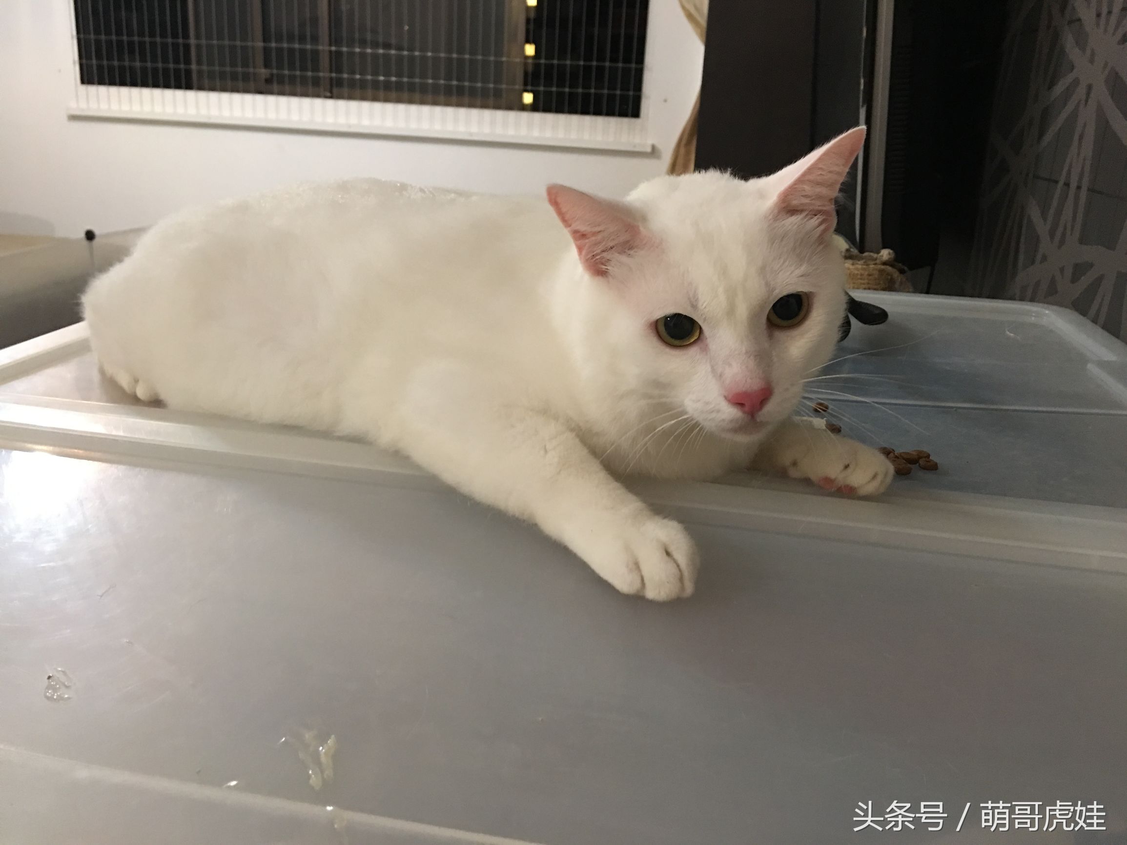 猫咪见证铲屎官的爱情,铲屎官满脸伤的亲猫咪