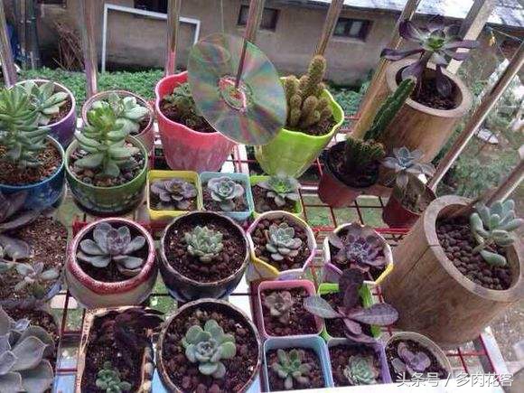 多肉怎样防止鸟偷袭,露台养多肉怎么防鸟