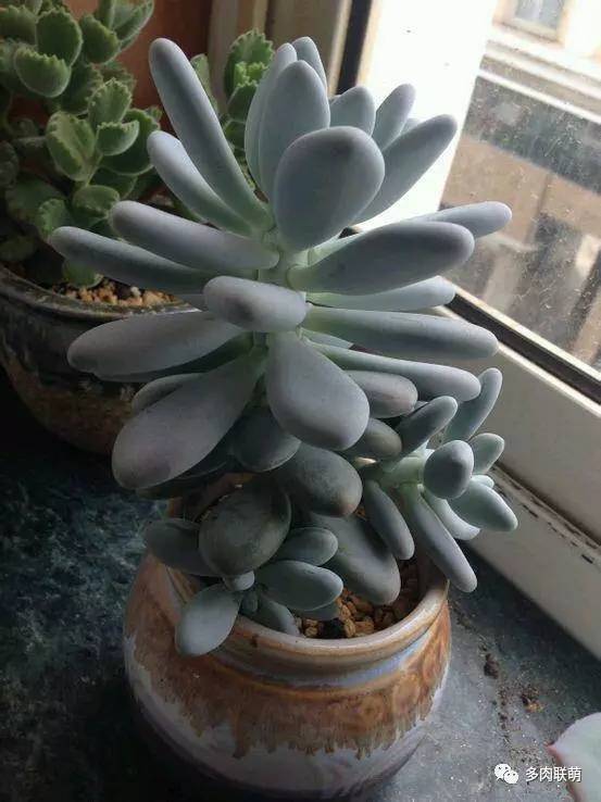 韩系美人多肉,稀有的美人系多肉