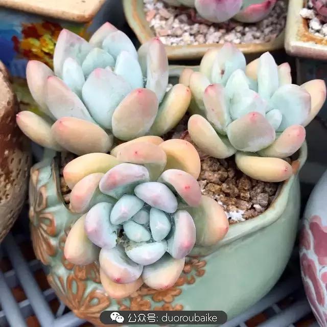 好养又耐看的多肉小老桩,好养活又漂亮的多肉老桩