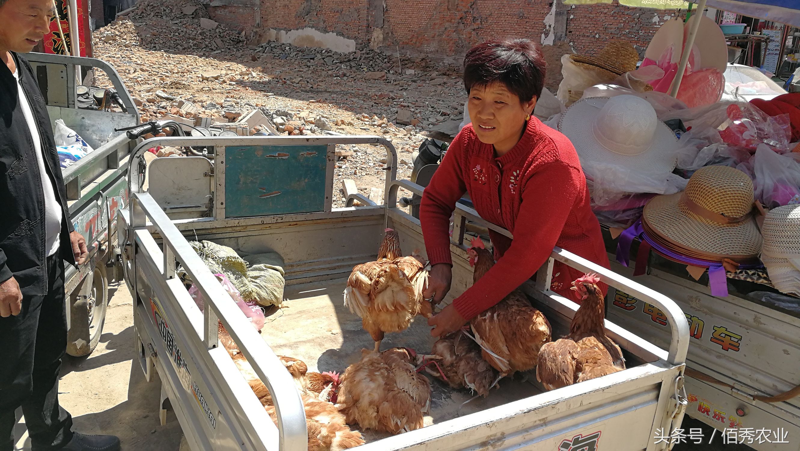 农村人卖鸡，10块钱一只，100元多送一只！这样的好事你见过
