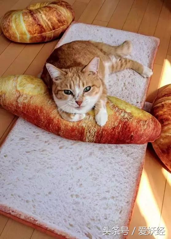 爱妖经｜买了这个猫咪专用土司坐垫，也许我们就能有猫了！
