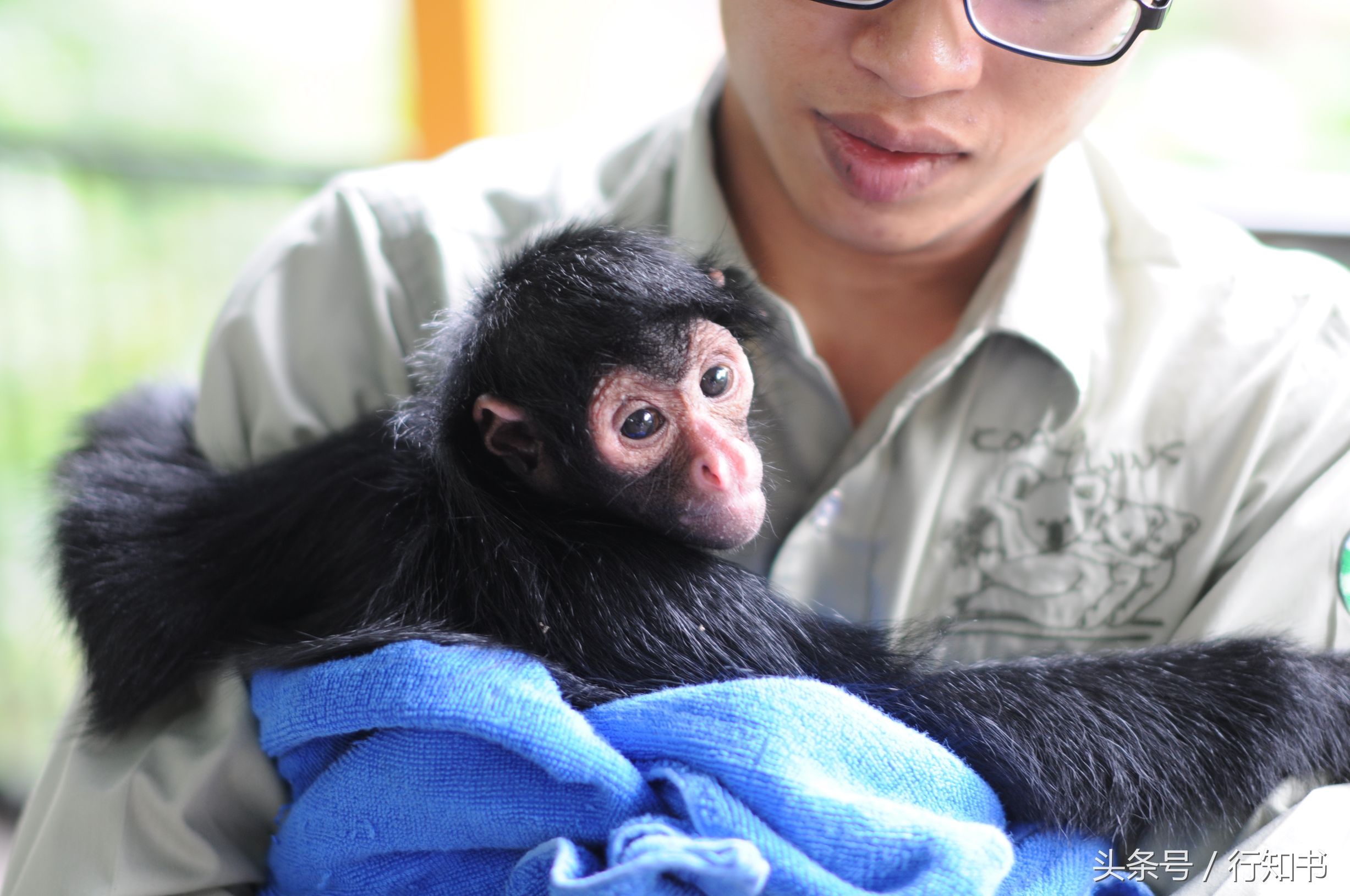 深圳旅游必去十大景点动物园,广州一日游最佳去处动物园