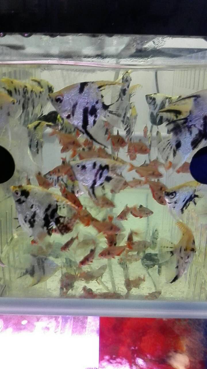 三湖慈鲷饲料混着喂还是只喂一种,三湖慈鲷投喂小鱼