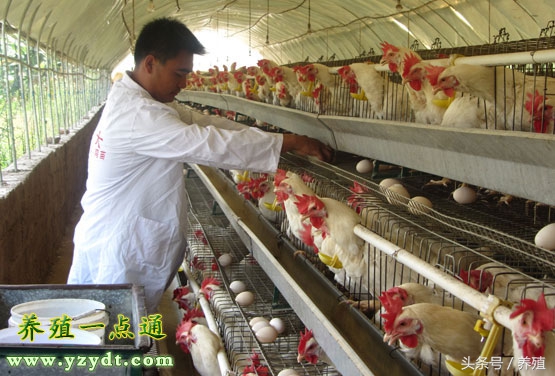 蛋鸡怎么那么便宜,蛋鸡养殖每日成本分析