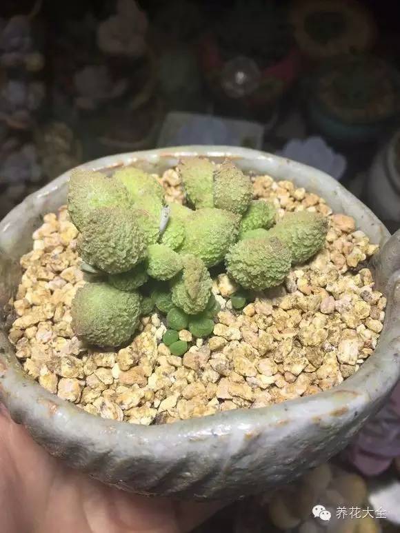 圆滚滚会出血斑的多肉 (十大超可爱的多肉)