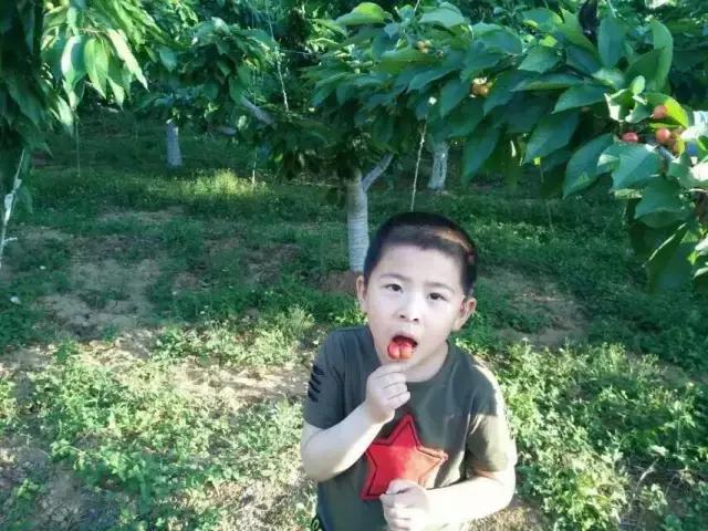 北京已开园的樱桃园,2024樱桃园开放时间