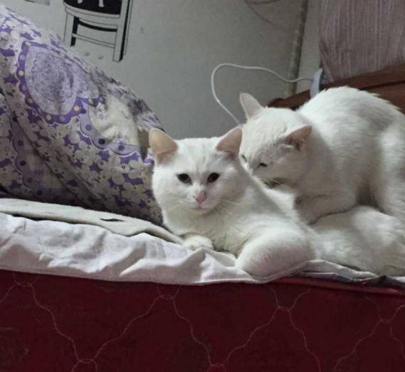 家里的两只猫都是公的咋办,家里两只猫怎么处理好