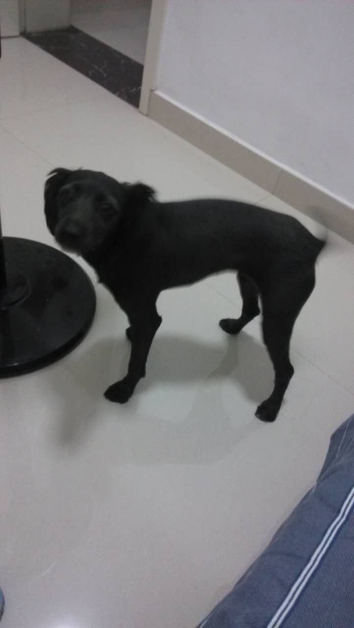 狗狗犬瘟热的治疗过程,狗狗犬瘟热怎么治疗最快的方法