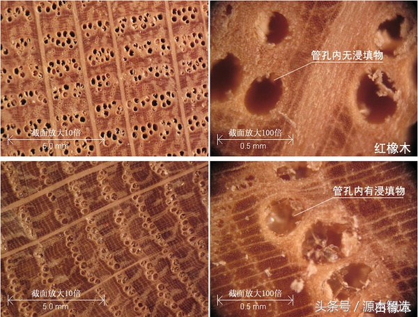 木材介绍之橡木,橡木是什么树的木材