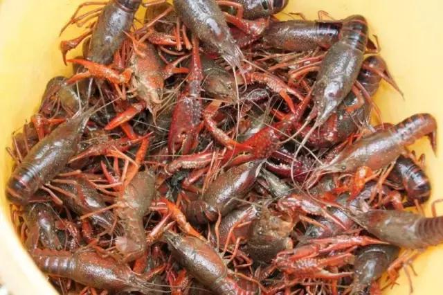 重庆周边海拔1500避暑农家乐,重庆荣昌附近哪里有好玩的农家乐