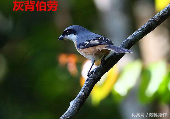 伯劳饲养对人体有什么危害,伯劳幼鸟怎么养