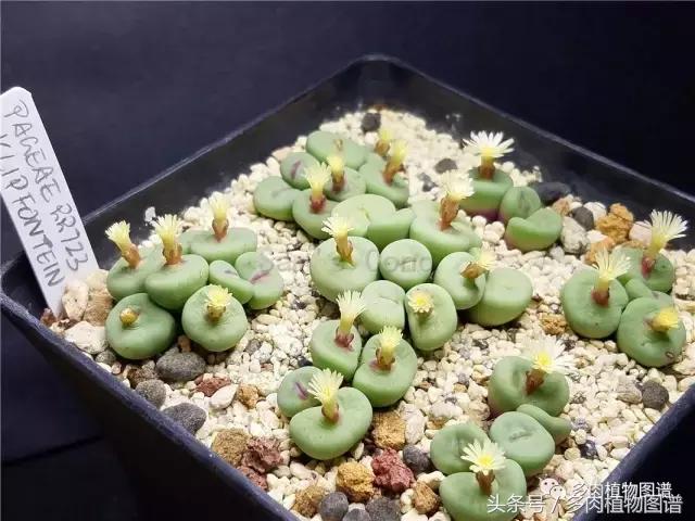 肉锥蜕皮要注意什么,蜕皮期的肉锥怎么服盆