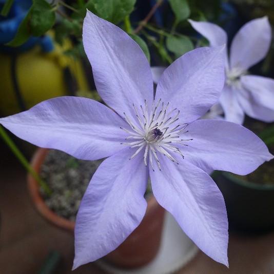 常见的8种进口花，你养过几种？第4种小睡莲最难养