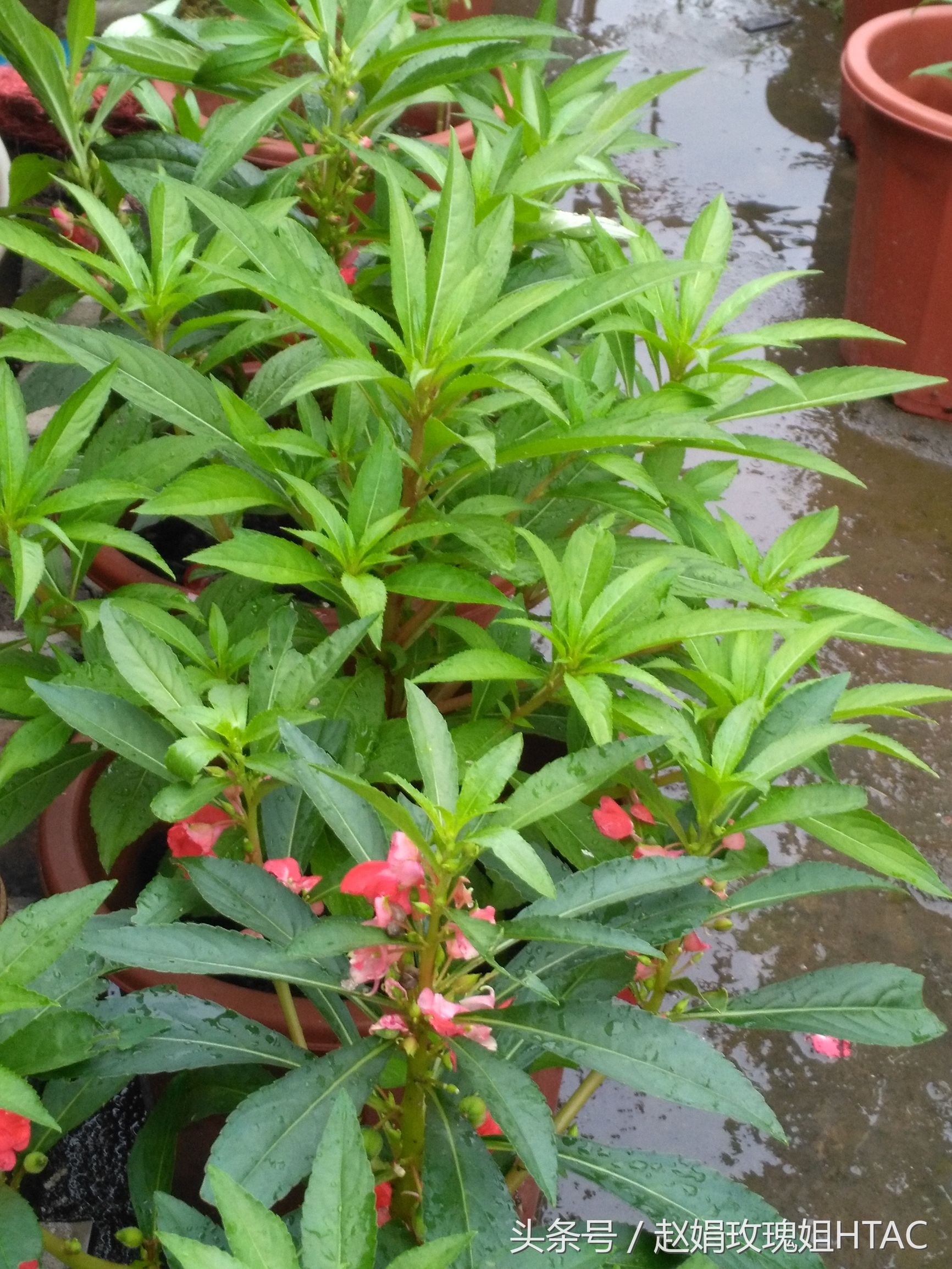 花草间,美甲绿色植物