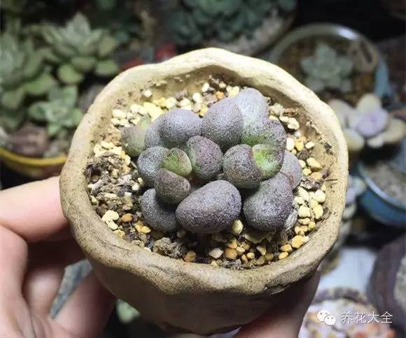 圆滚滚会出血斑的多肉 (十大超可爱的多肉)