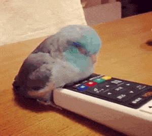 功夫猫搞笑动态图片,搞笑蓝猫gif动图