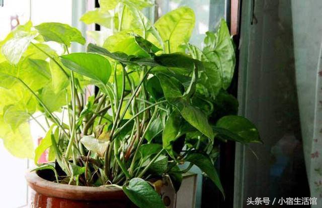 绿萝用一层花盆养需要注意什么,绿萝怎么养叶子油亮