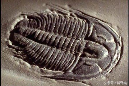 胆小的别进!青岛的海虫子,可以入药可以吃,鲍鱼也在内!