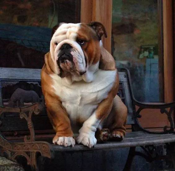 英国斗牛犬饲养方法,英国斗牛犬性格怎么样