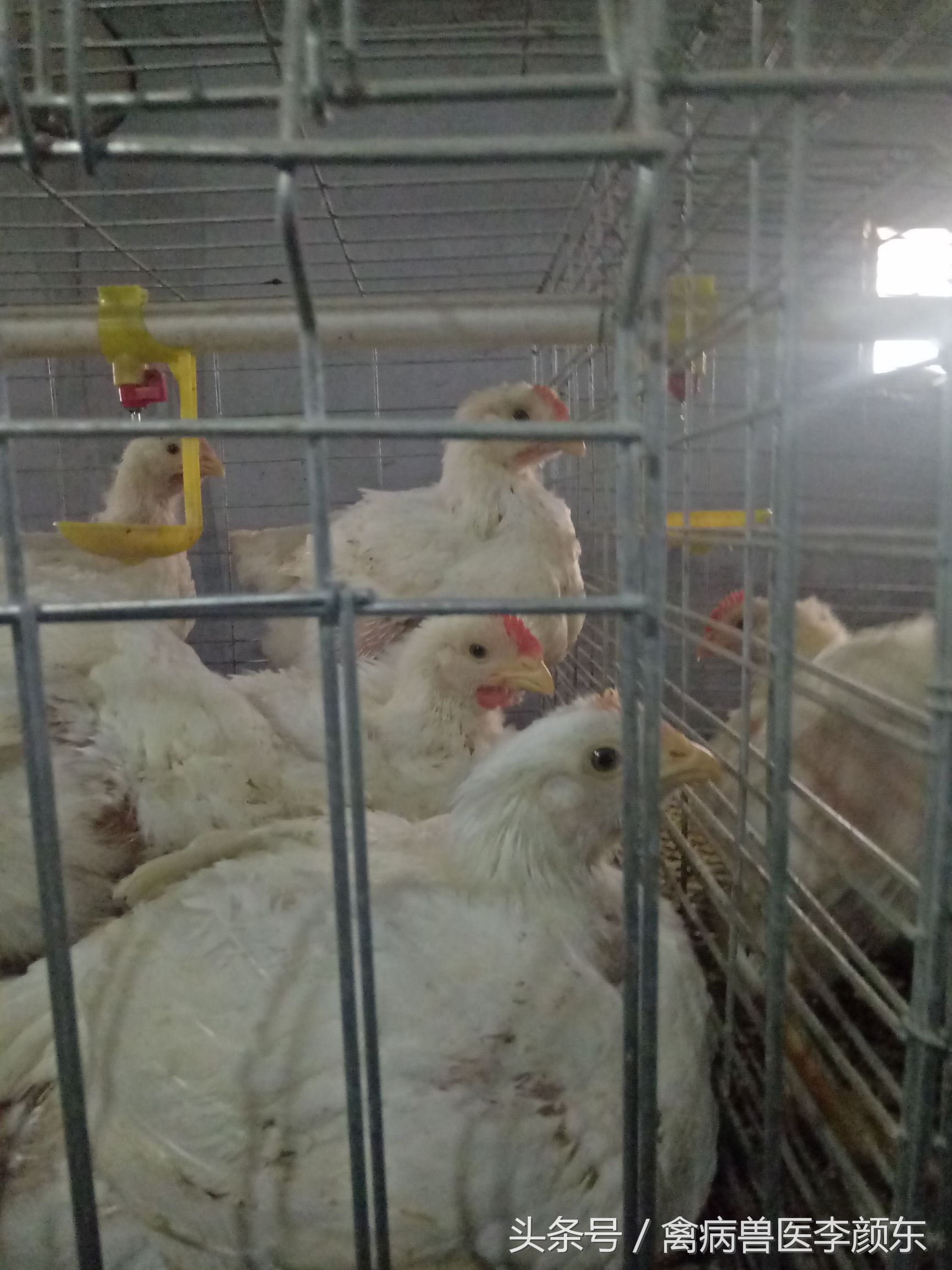 选择自动化设备技术指导,鲁泰自动化笼养设备