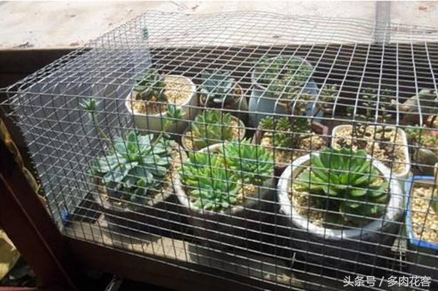 多肉怎样防止鸟偷袭,露台养多肉怎么防鸟