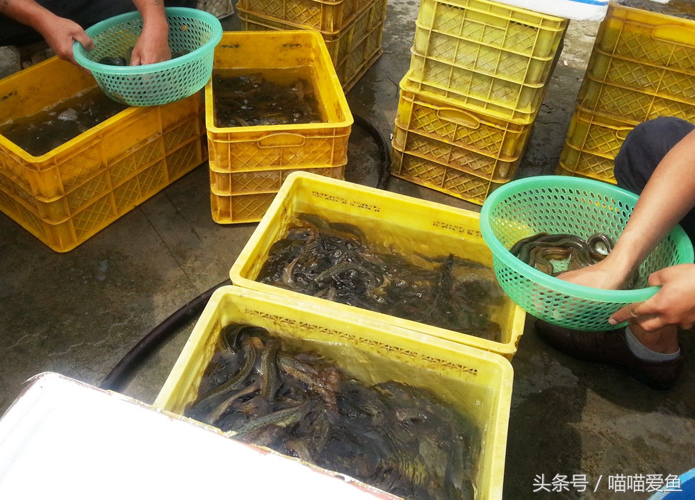 各种泥鳅苗哪家便宜,2024泥鳅苗批发价格多少钱一斤