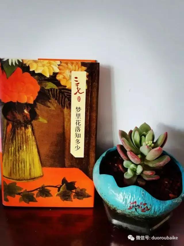 原来多肉与书更配哦！文艺范走起！