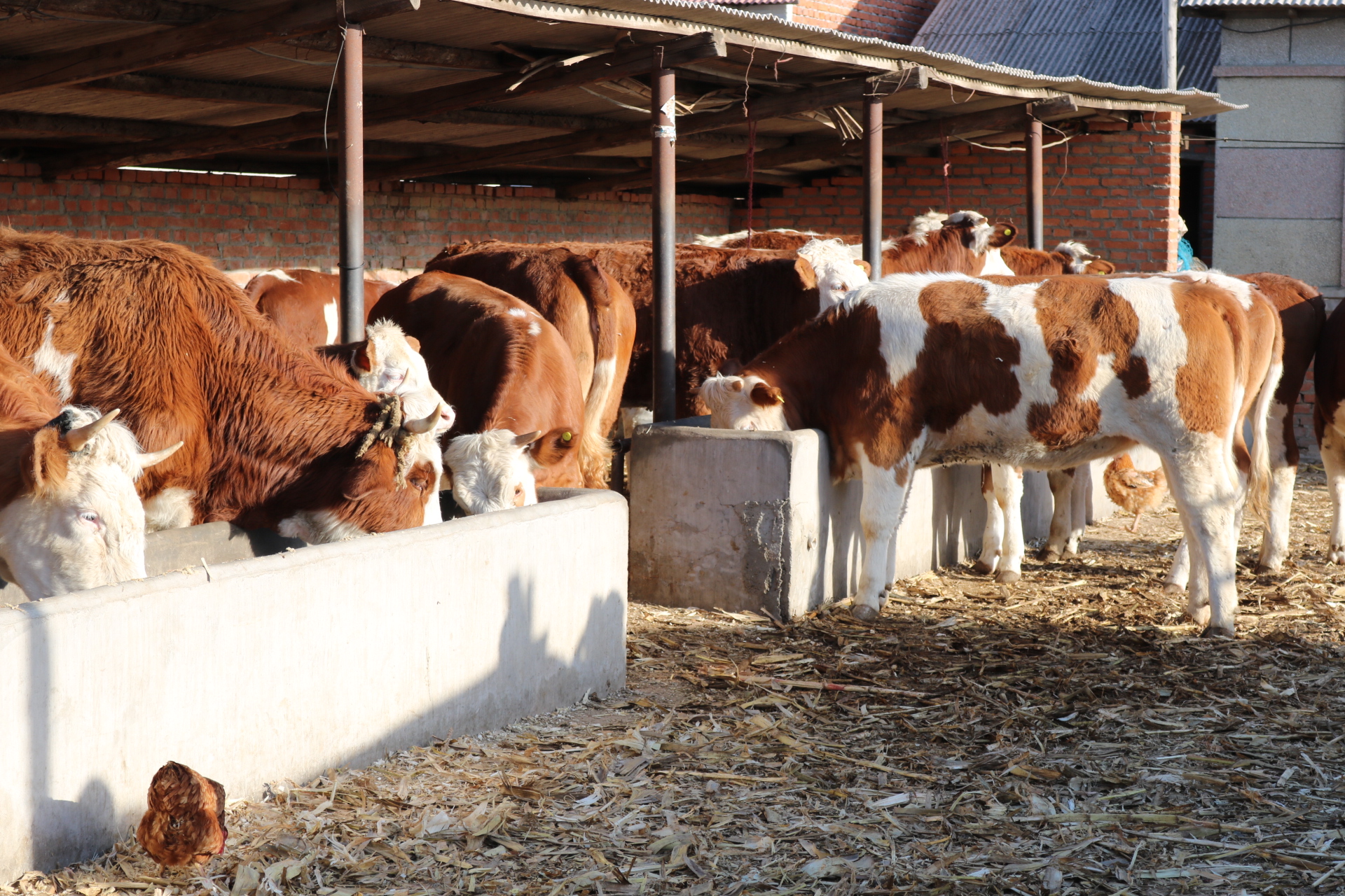 羊口蹄疫的病症图片,牛口蹄疫症状及治疗方法