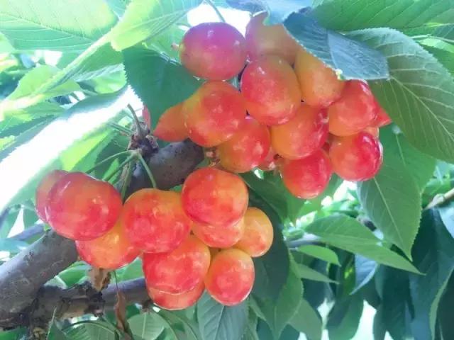 北京已开园的樱桃园,2024樱桃园开放时间