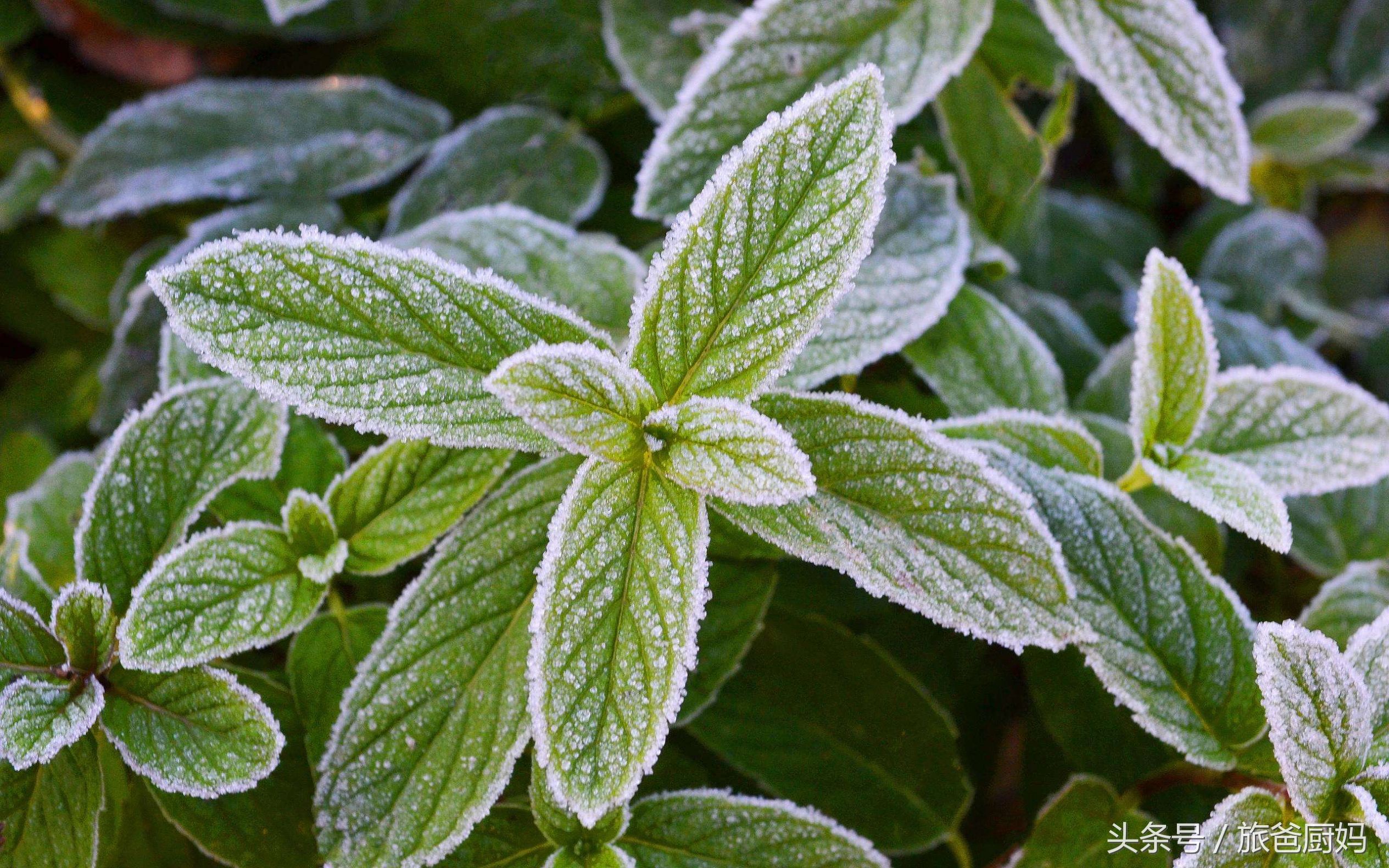 为宝宝驱蚊子,为宝宝驱蚊的办法