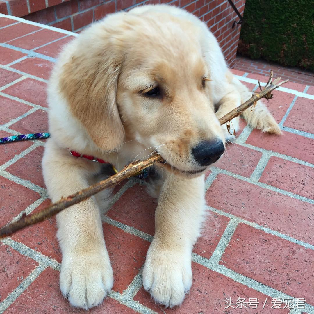 狗狗吐奶什么原因,小狗崽吐奶是怎么回事