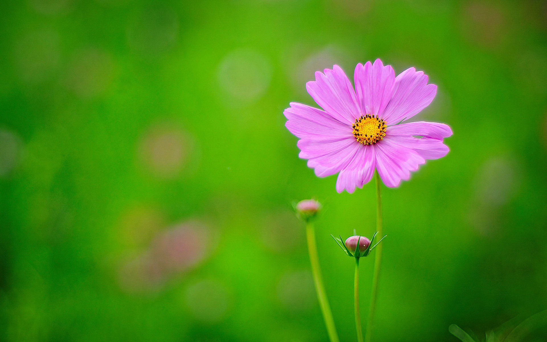 生日花语有哪些,你的生日代表的花语