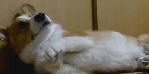 白醋可以给狗狗洗耳朵吗,狗狗的耳朵怎么洗干净