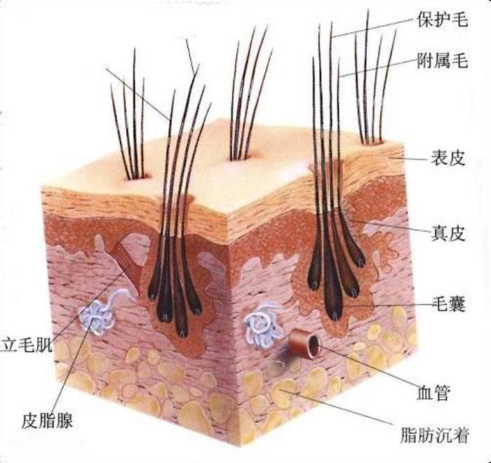 细软发质拉直容易翘,细软卷头发怎么烫成粗硬直发