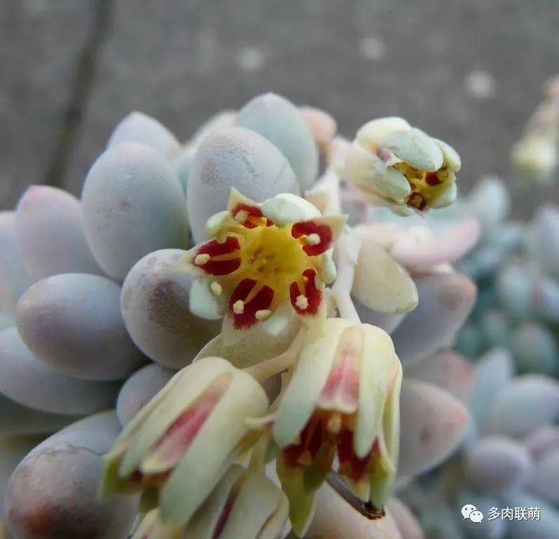 韩系美人多肉,稀有的美人系多肉