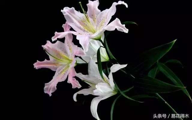 地栽百合花种球会自己繁殖吗,百合花的栽培视频