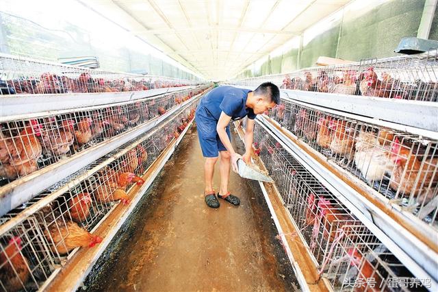 养鸡出现腿软站不起来,养鸡遇到鸡瘫痪怎么办