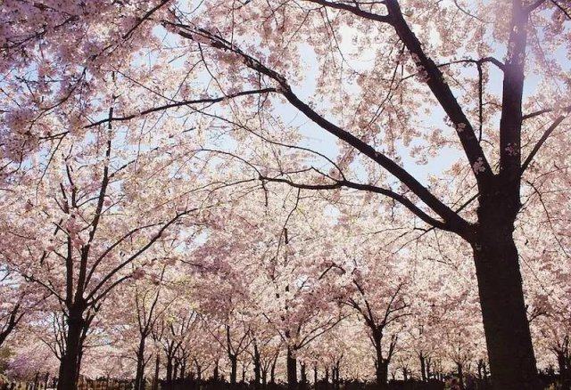 全球最适合华人居住的城市,年轻人最想去的top5城市