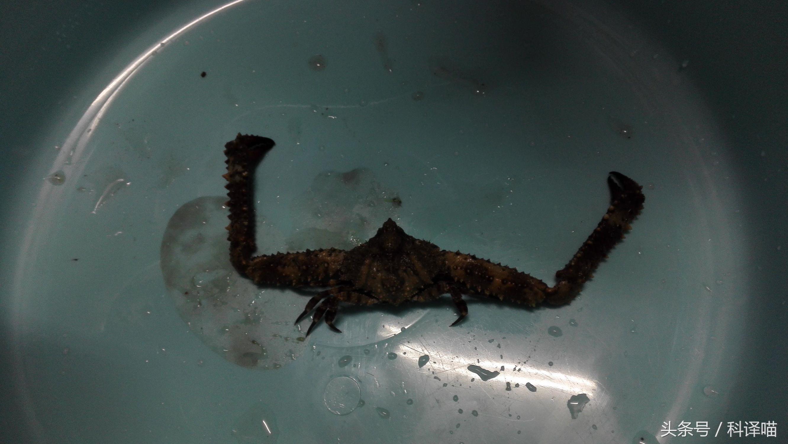 胆小的别进!青岛的海虫子,可以入药可以吃,鲍鱼也在内!