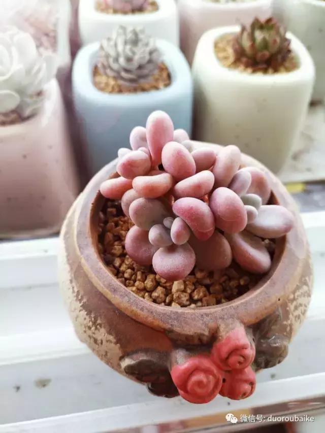 老桩多肉爱生根吗,多肉老法师老桩名品