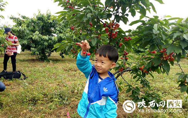 樱桃红了你来摘不摘,樱桃红了等你来采摘