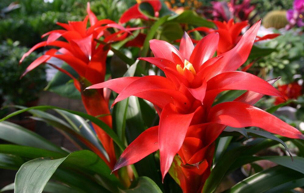 正确养鸿运当头的方法,鸿运当头凤梨花怎么养