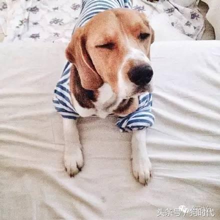 夏日养狗如何预防中暑,养狗的常识铲屎官