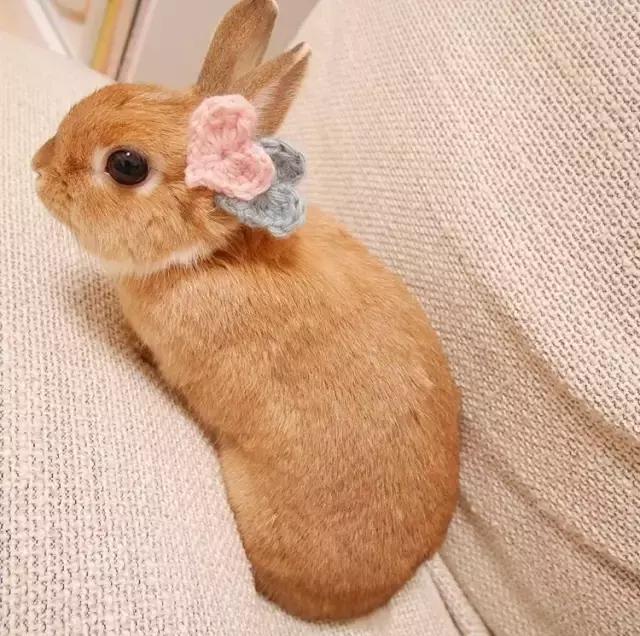 如果你养兔子了会怎样,养一只兔子会寂寞吗