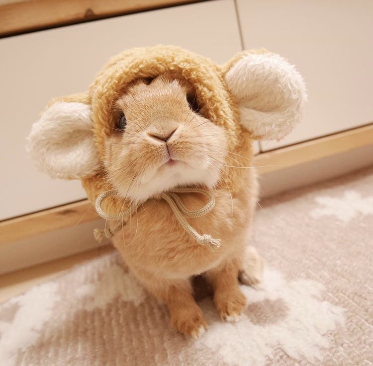 如果你养兔子了会怎样,养一只兔子会寂寞吗