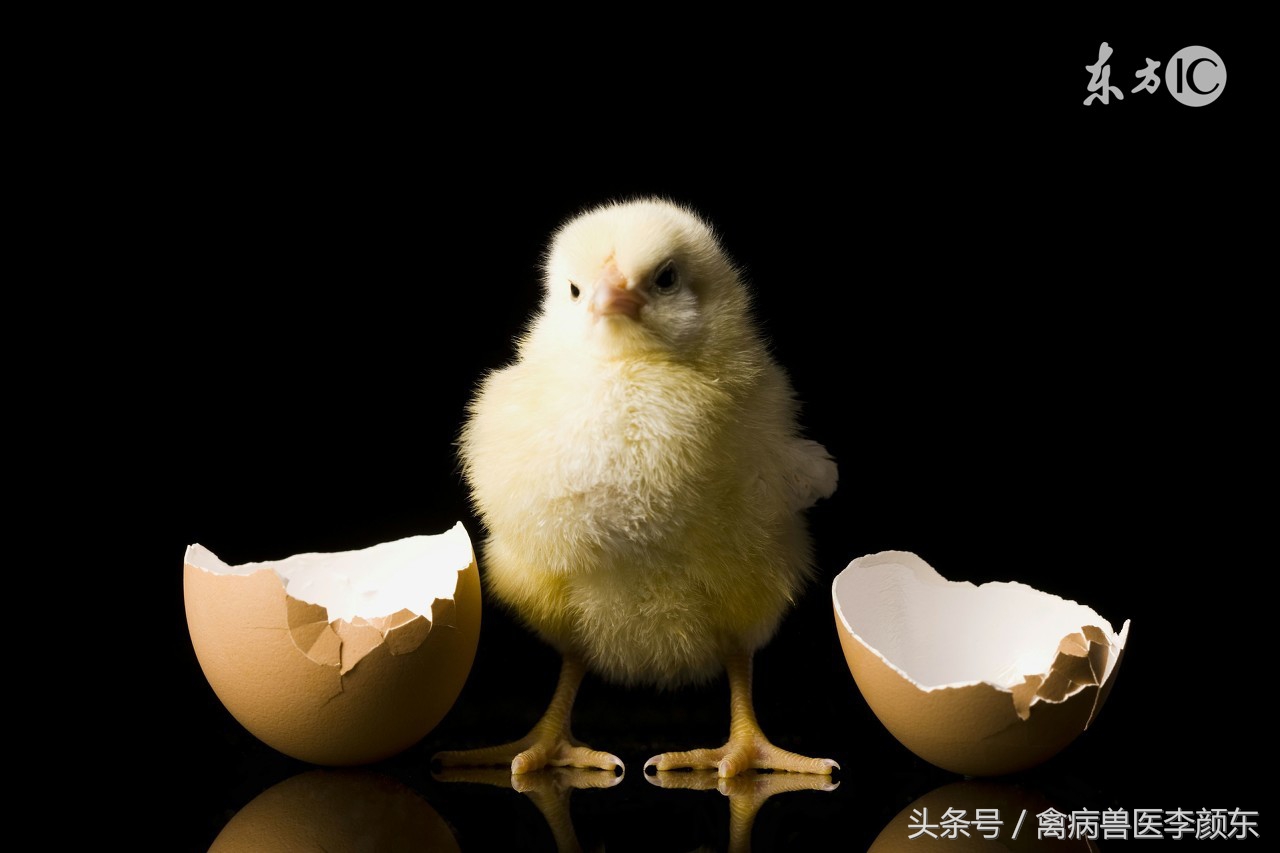 鸡病大肠杆菌、腹膜炎、包心包肝治疗方案！