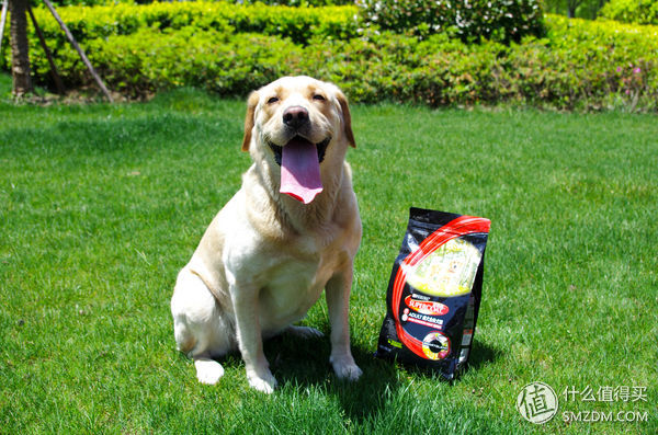 简单训犬小技能,简单学训犬