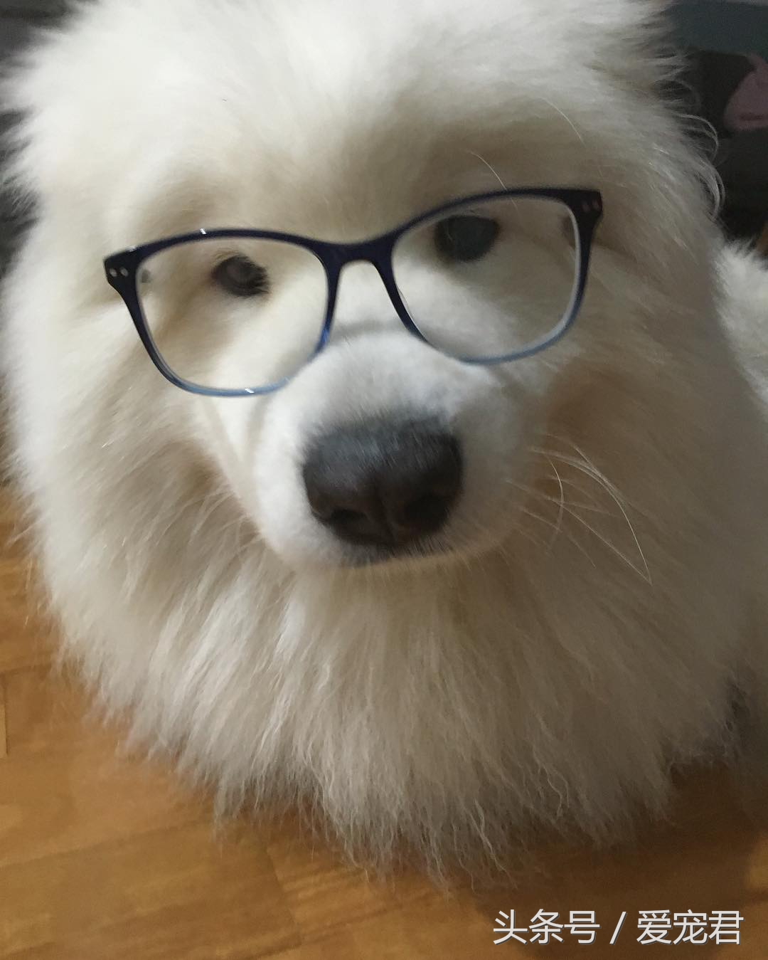 狗狗耳朵原来是立的怎么会垂下去,萌宠趣事是什么意思