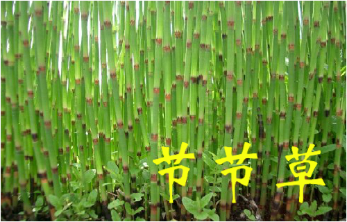 农村常见的43种中草药,农村常见却被忽略的草药